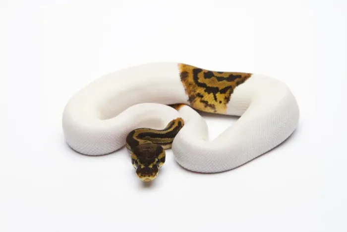 Gerahmter Druck : Pyton Regius, männlich, Leopard-Piebald-Ballpython oder Pythonballpyton Gerahmter Druck : Pyton Regius, männlich, Leopard-Piebald-Ballpython oder Pythonballpyton