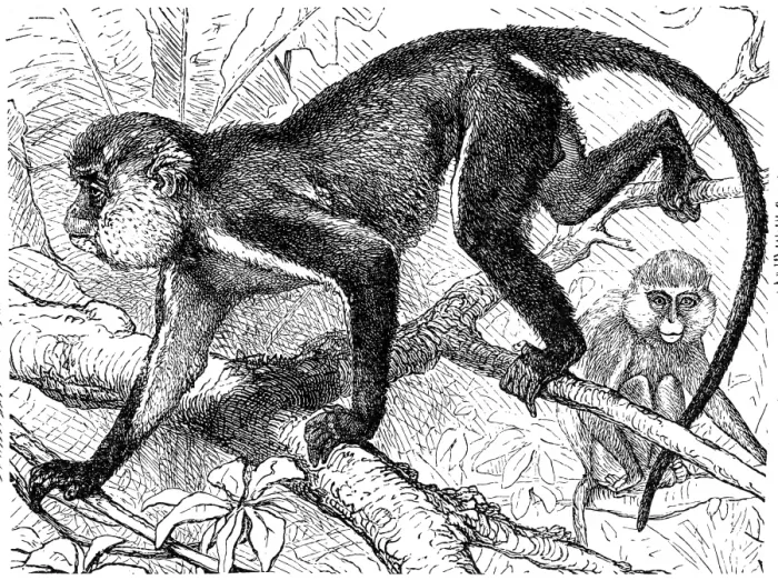Gerahmter Druck : Mönchaffe-Makake (Cercopithecus mona)