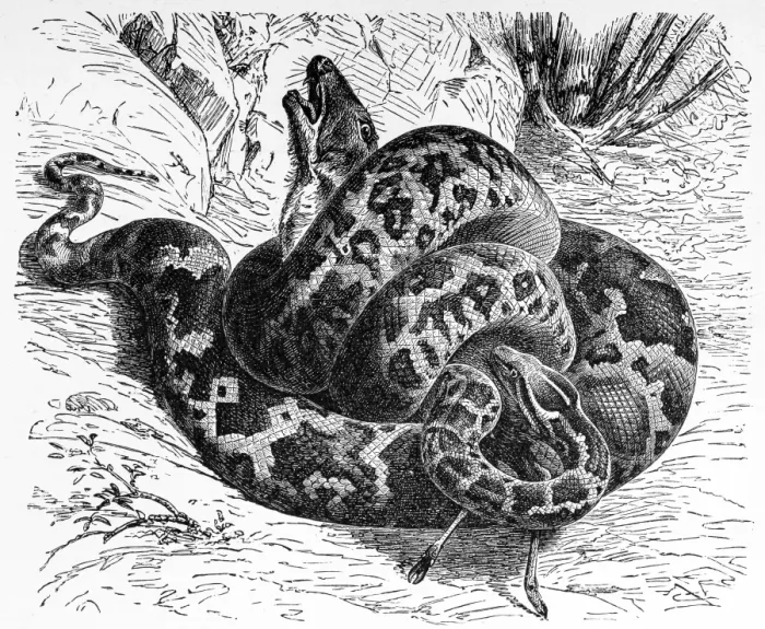 Gerahmter Druck : Pyton molurus (Gelber Burmesischer Python) Gerahmter Druck : Pyton molurus (Gelber Burmesischer Python)