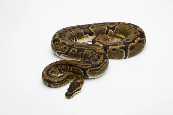 Gerahmter Druck : Manchinen-Ball-Python oder Königspython, Python regius, weiblich Gerahmter Druck : Manchinen-Ball-Python oder Königspython, Python regius, weiblich