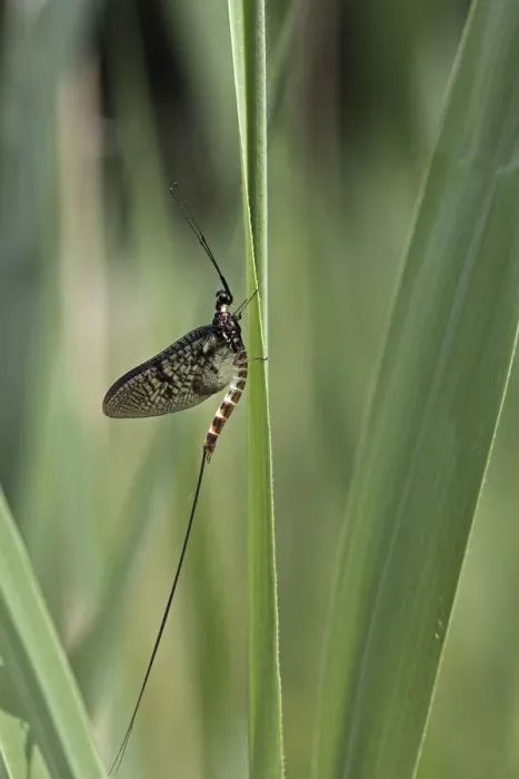 Gerahmter Druck : Mückenfliege oder Schadfliege-Ephemeroptera-, Naturreservat Ummandorfer Ried, Ober schwaben,Baden- Wuerttemberg Deutschland Europa Gerahmter Druck : Mückenfliege oder Schadfliege-Ephemeroptera-, Naturreservat Ummandorfer Ried, Ober schwaben,Baden- Wuerttemberg Deutschland Europa