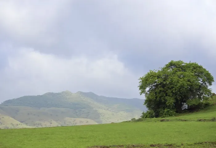 Gerahmter Druck : Berg und Baum Gerahmter Druck : Berg und Baum