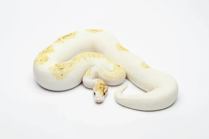 Gerahmter Druck : Super Feuerballeide Chameleon oder Königsschlangen-Python, männlich Gerahmter Druck : Super Feuerballeide Chameleon oder Königsschlangen-Python, männlich