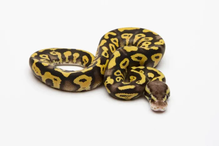 Gerahmter Druck : Rötlicher Riesenpython oder Pastellphantasypython, männlich Gerahmter Druck : Rötlicher Riesenpython oder Pastellphantasypython, männlich