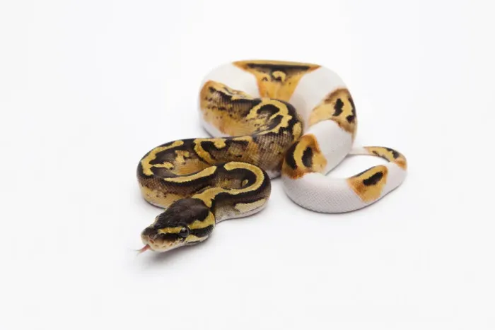 Gerahmter Druck : Regenbogen-Piebald-Ballpython oder Königssnake, weiblich Gerahmter Druck : Regenbogen-Piebald-Ballpython oder Königssnake, weiblich