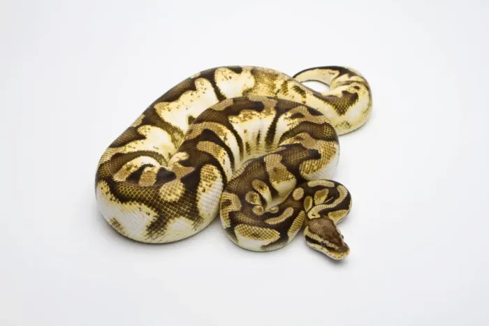 Gerahmter Druck : Regenbogenzuckerball-Python oder Königspython, weiblich Gerahmter Druck : Regenbogenzuckerball-Python oder Königspython, weiblich