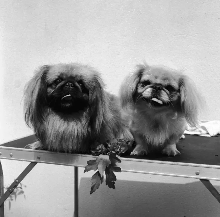 Gerahmter Druck : Zwei Pekinghunde