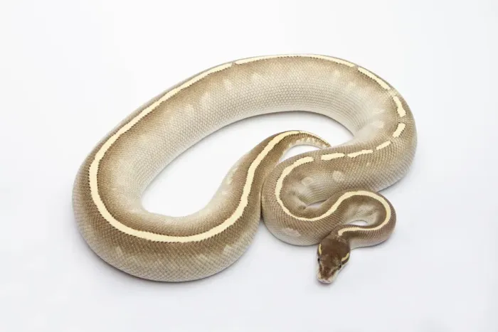 Gerahmter Druck : Phantomsahar-Het-Ghost-Ball-Python oder Königspython, weiblich Gerahmter Druck : Phantomsahar-Het-Ghost-Ball-Python oder Königspython, weiblich