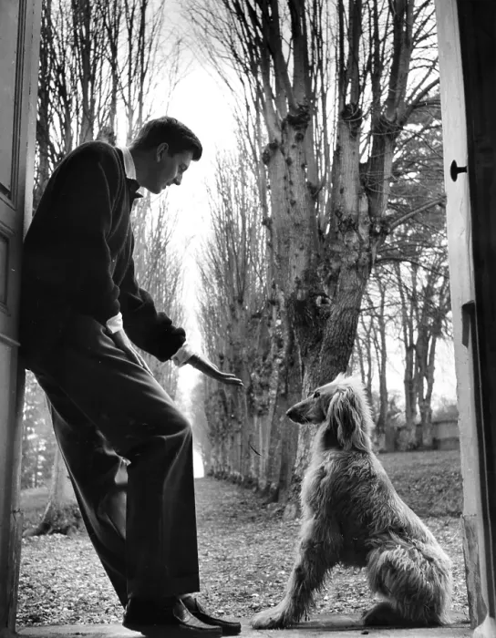 Gerahmter Druck : Givenchy Hound Gerahmter Druck : Givenchy Hound