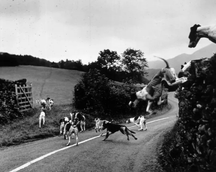 Gerahmter Druck : Jagdhundspur
