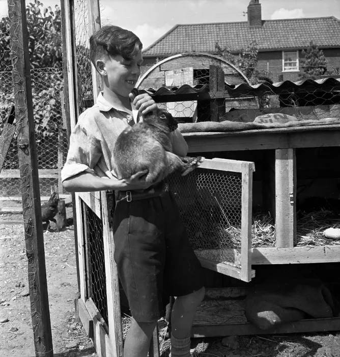 Gerahmter Druck : Hauskaninchen Gerahmter Druck : Hauskaninchen