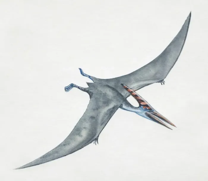 Gerahmter Druck : Pteranodon schwebt, Seitenansicht Gerahmter Druck : Pteranodon schwebt, Seitenansicht