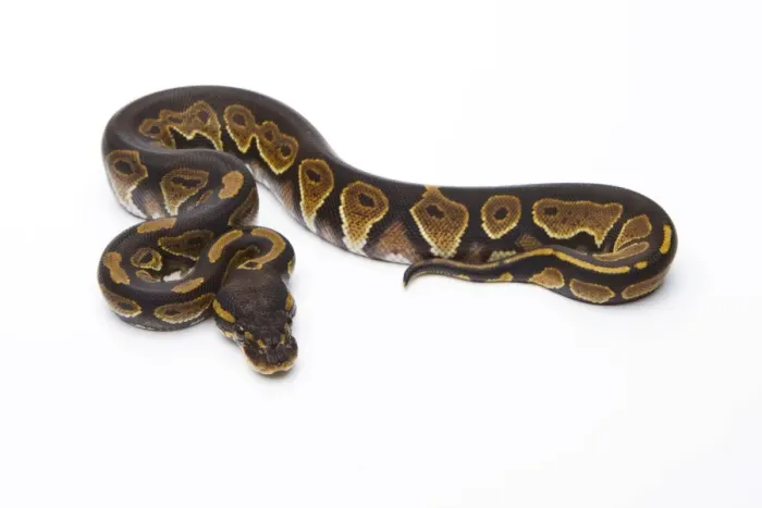 Gerahmter Druck : Königsschlange -Python regius-, Schwarzhalsweibchen, weiblich, Markus Theimer Reptilienzucht Österreich Gerahmter Druck : Königsschlange -Python regius-, Schwarzhalsweibchen, weiblich, Markus Theimer Reptilienzucht Österreich