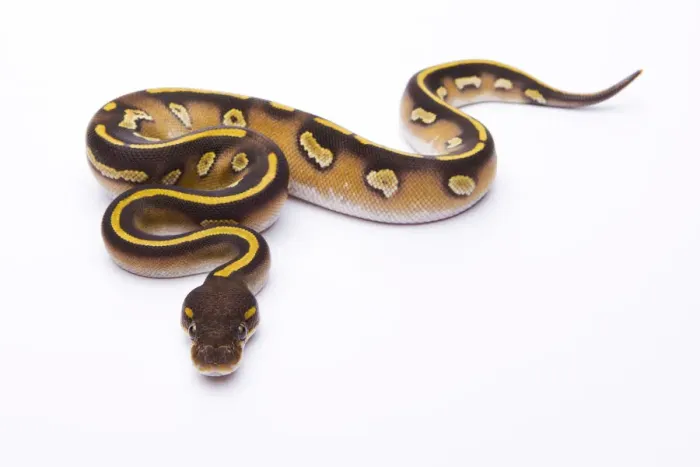 Gerahmter Druck : Königsschlangen-Python - Python regius -, Mohav- Schwarzes Gesichtsband , weiblich , Markus Theimer Reptilienzucht , Österreich Gerahmter Druck : Königsschlangen-Python - Python regius -, Mohav- Schwarzes Gesichtsband , weiblich , Markus Theimer Reptilienzucht , Österreich