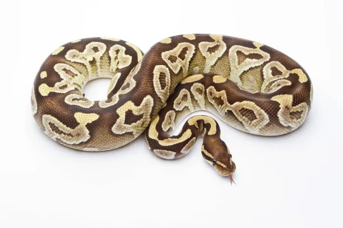 Gerahmter Druck : Königsschlangen -Python regius-, Mojav-Raserin weiblich, Markus Theimer Reptilienzucht Österreich Gerahmter Druck : Königsschlangen -Python regius-, Mojav-Raserin weiblich, Markus Theimer Reptilienzucht Österreich