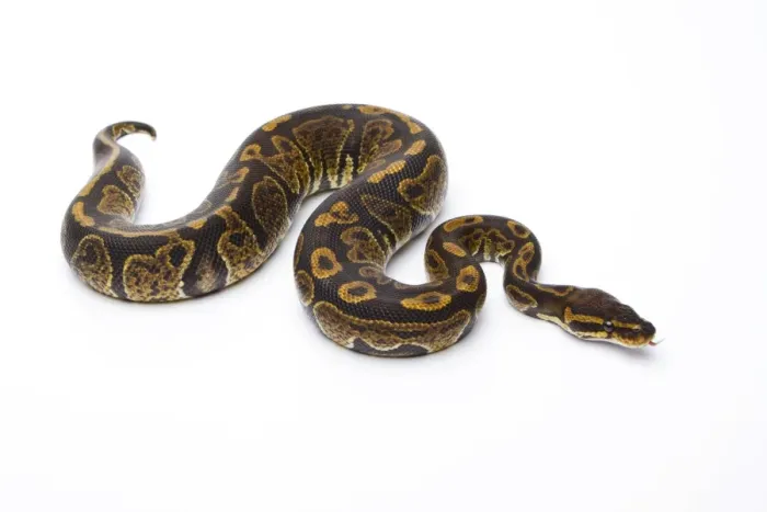 Gerahmter Druck : Königsschlangen-Python - Pyton regius -, Supergranit, männlich , Markus Theimer Reptilienzucht , Österreich Gerahmter Druck : Königsschlangen-Python - Pyton regius -, Supergranit, männlich , Markus Theimer Reptilienzucht , Österreich