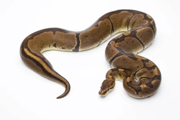 Gerahmter Druck : Königsschlangen - Python regius -, Super Giftenbos, weiblich , Markus Theimer Reptilienzucht , Österreich Gerahmter Druck : Königsschlangen - Python regius -, Super Giftenbos, weiblich , Markus Theimer Reptilienzucht , Österreich