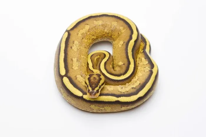 Gerahmter Druck : Königsschlangen-Python -Python regius- , Superspitzart , männlich , Markus Theimer Reptilienzucht , Österreich Gerahmter Druck : Königsschlangen-Python -Python regius- , Superspitzart , männlich , Markus Theimer Reptilienzucht , Österreich