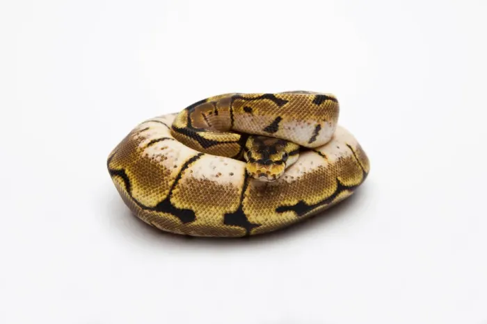 Gerahmter Druck : Spinnebälliger python oder Königpython, weiblich -Python regius- Gerahmter Druck : Spinnebälliger python oder Königpython, weiblich -Python regius-