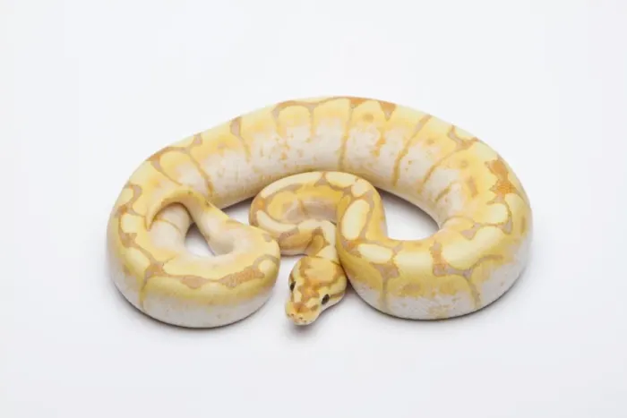 Gerahmter Druck : Ball python, männlich (CG-Spider oder Königssnake) Gerahmter Druck : Ball python, männlich (CG-Spider oder Königssnake)