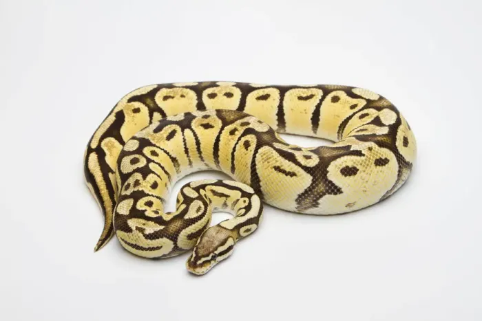 Gerahmter Druck : Royal python, weiblich (weibliche) oder Super-Pastell-Vanille-Rotpython (Feminin), Pyton Regius Gerahmter Druck : Royal python, weiblich (weibliche) oder Super-Pastell-Vanille-Rotpython (Feminin), Pyton Regius
