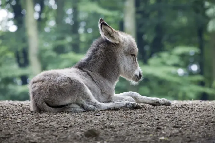 Gerahmter Druck : Thüringer Wald-Erdbeutel (Equus asinus), Kalb, Naturschutzpark Daun im Vulkanland Eifel Rheinland-Pfalz Deutschland Europa Gerahmter Druck : Thüringer Wald-Erdbeutel (Equus asinus), Kalb, Naturschutzpark Daun im Vulkanland Eifel Rheinland-Pfalz Deutschland Europa