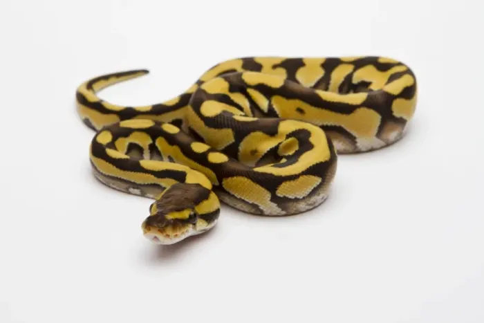 Gerahmter Druck : Phantom Tiger Ballpython oder Pyton royal, weiblich Gerahmter Druck : Phantom Tiger Ballpython oder Pyton royal, weiblich