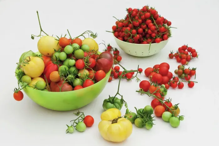 Gerahmter Druck : Verschiedene Tomatensorten. Gerahmter Druck : Verschiedene Tomatensorten.