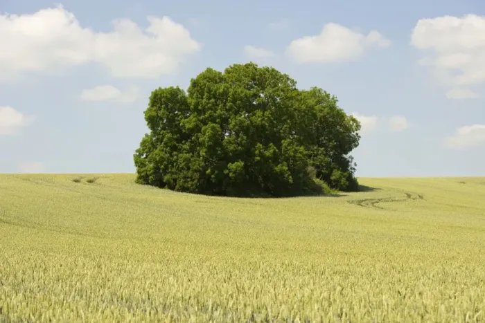 Gerahmter Druck : Weizenfeld und ein Buschwald, Thüringen, Deutschland Gerahmter Druck : Weizenfeld und ein Buschwald, Thüringen, Deutschland