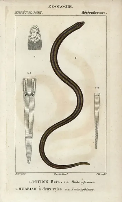 Gerahmter Druck : Indischer Python, Python bora, Python molurus und Neuguinea-Bockadam, Doppelstrahlhurriah, Cerberus rynchops. Handkolorierter Kupferstich mit Stichpunkten aus Jussieus Wörterbuch der Naturwissenschaften 1816-1830.