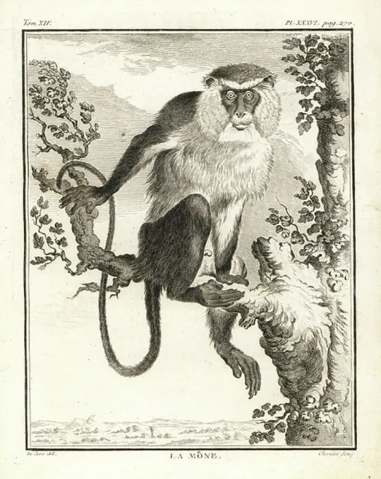 Gerahmter Druck : Mona Affenmannschwein Cercopithecus mona. Kupferstich von Chevillet nach einer Zeichnung von Jacques de Seve aus Georges-Louis Leclerc Comte de Buffons Histoire Naturelle Imprimerie Royale Paris 1766 Gerahmter Druck : Mona Affenmannschwein Cercopithecus mona. Kupferstich von Chevillet nach einer Zeichnung von Jacques de Seve aus Georges-Louis Leclerc Comte de Buffons Histoire Naturelle Imprimerie Royale Paris 1766