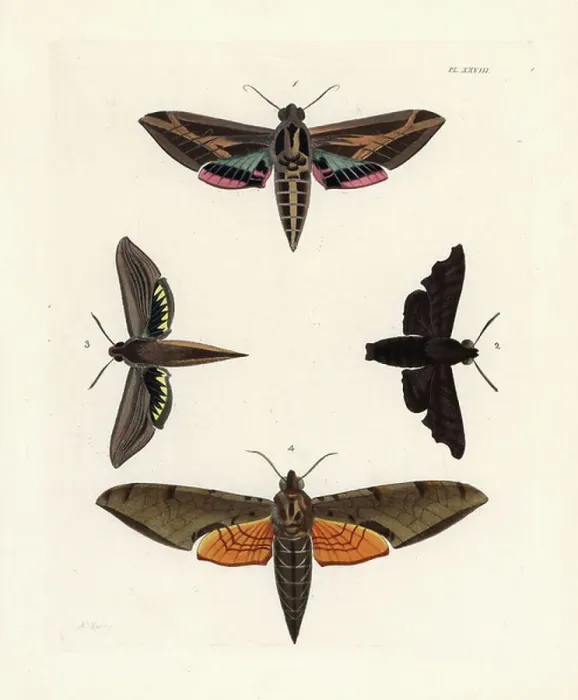 Gerahmter Druck : Vine-Sphingomotte, Eummorpha vitis 1, traurige Sphinge, Enyo lugubris 2, Tersa-Sphinge, Xylophanes tersa 3 und gestreifte Sphinge, Proambulyx strigilis 4. Handkolorierter Lithographie von John O'. Gerahmter Druck : Vine-Sphingomotte, Eummorpha vitis 1, traurige Sphinge, Enyo lugubris 2, Tersa-Sphinge, Xylophanes tersa 3 und gestreifte Sphinge, Proambulyx strigilis 4. Handkolorierter Lithographie von John O'.