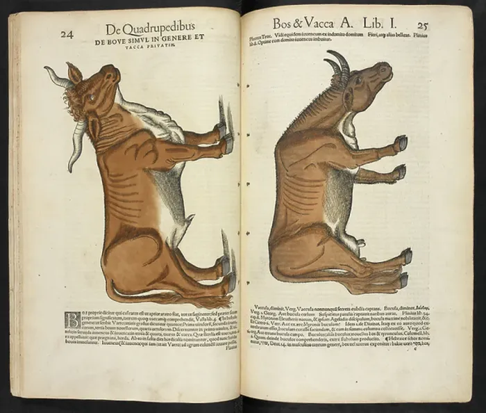 Gerahmter Druck : Cattle. BL3315796 Rind.; British Library, London, UK; (Hinweis: C Gerahmter Druck : Cattle. BL3315796 Rind.; British Library, London, UK; (Hinweis: C