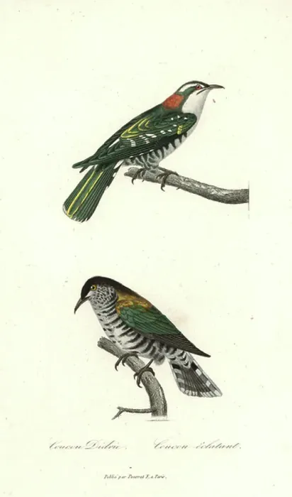 Gerahmter Druck : Diederik-Kuckuck, Chrysococcyx caprius, und glänzender Bronzekuckuck, Chrysococcyx lucidus. Handfarbener Kupferstich aus René-Primevère Lessons Complements de Buffon, Pourrat Frères, Paris 1838.