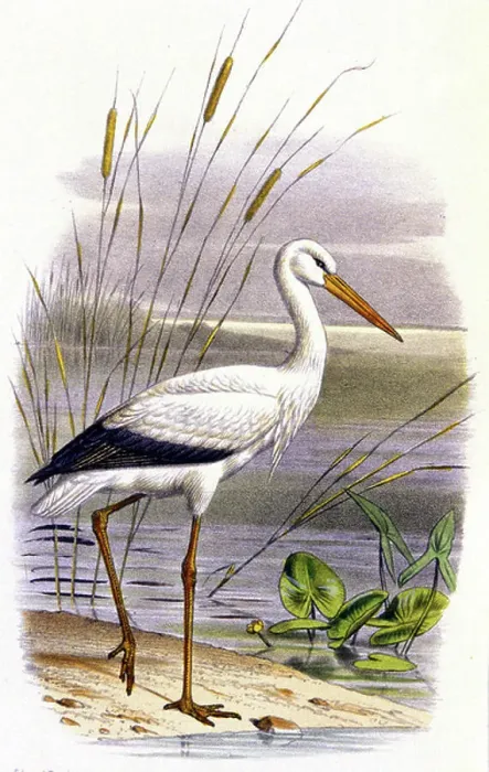 Gerahmter Druck : Sternchen, um 1850 (Lithografie) Gerahmter Druck : Sternchen, um 1850 (Lithografie)