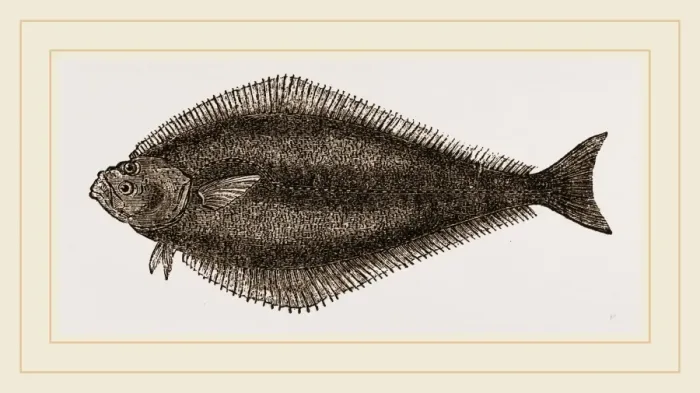 Gerahmter Druck : Schwarze Bass Gerahmter Druck : Schwarze Bass