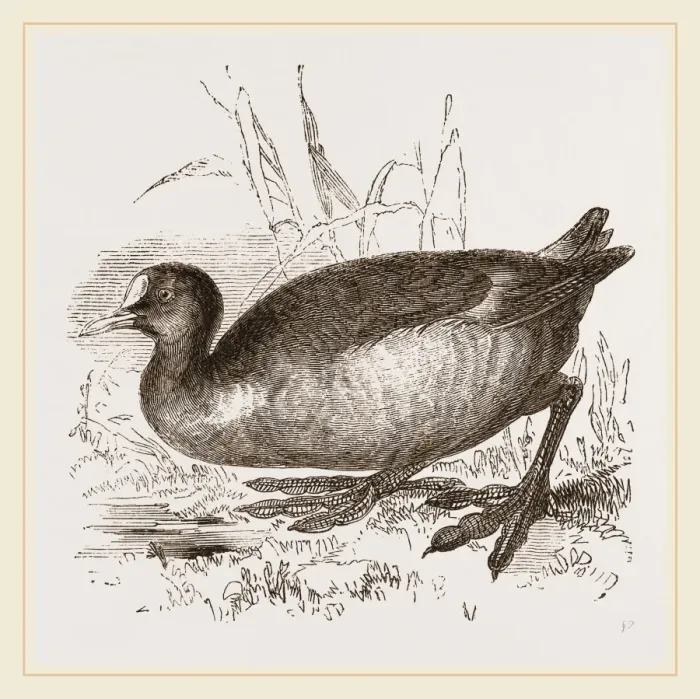 Gerahmter Druck : Coot Gerahmter Druck : Coot