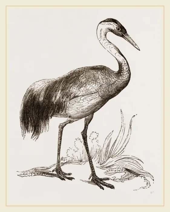 Gerahmter Druck : Crane Gerahmter Druck : Crane