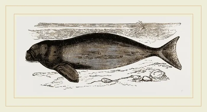 Gerahmter Druck : Dugong Gerahmter Druck : Dugong