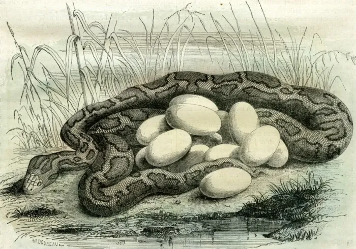 Gerahmter Druck : Python, Paris, Museum, Ausstellungssaal, Galerie, Museum, Frankreich, 19. Jahrhundert, Vintage
