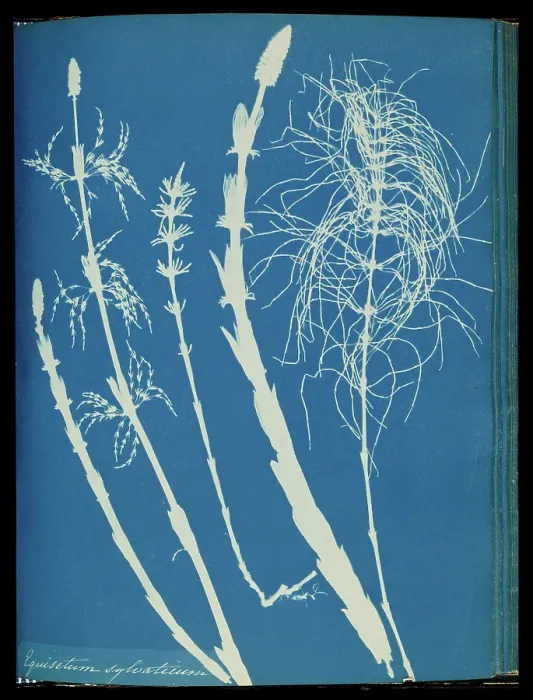 Gerahmter Druck : Equisetum sylvaticum Gerahmter Druck : Equisetum sylvaticum