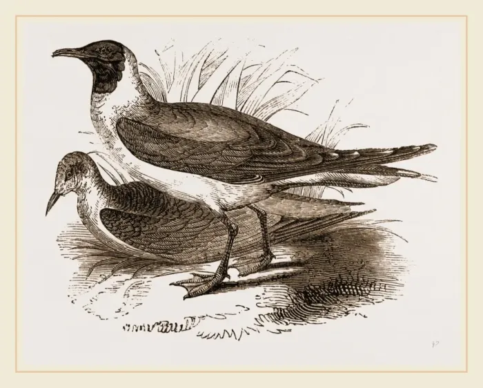 Gerahmter Druck : Gullentauchen Gerahmter Druck : Gullentauchen