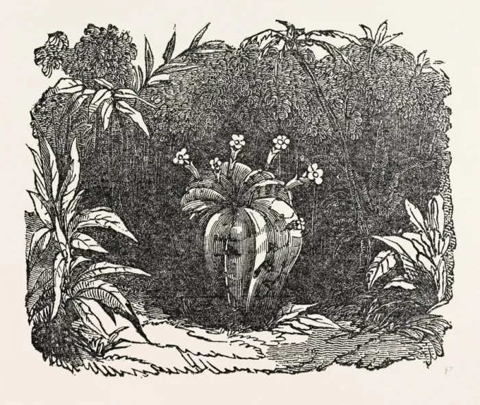 Gerahmter Druck : Melonenkaktus Gerahmter Druck : Melonenkaktus