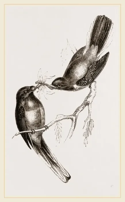 Gerahmter Druck : Narina-Trogons Gerahmter Druck : Narina-Trogons
