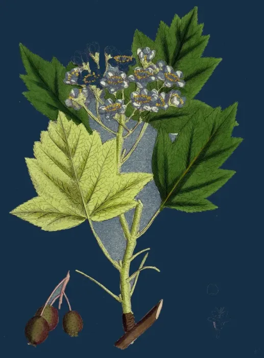 Gerahmter Druck : Pyrus torminalis; Wild Servantent Gerahmter Druck : Pyrus torminalis; Wild Servantent