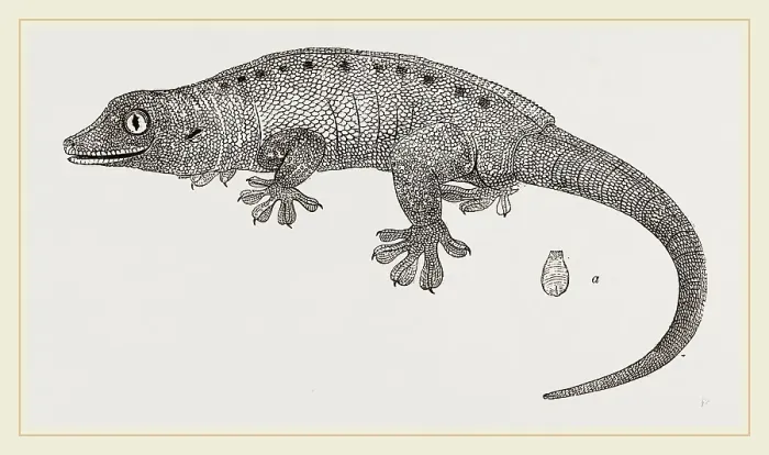 Gerahmter Druck : Seychelles Geckos Gerahmter Druck : Seychelles Geckos