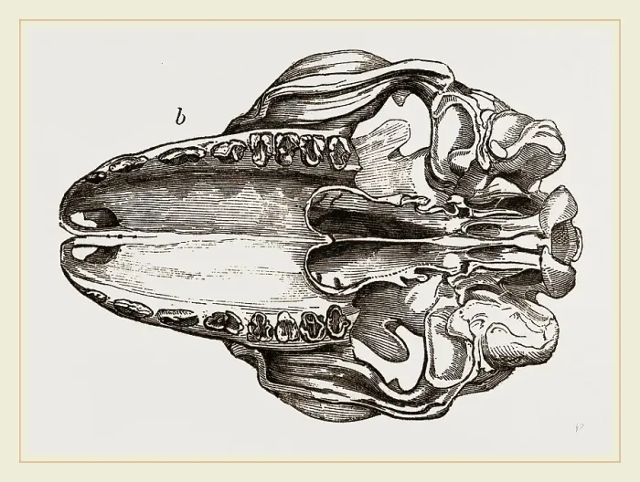 Gerahmter Druck : Schädel von Galeopithecus Temminckii