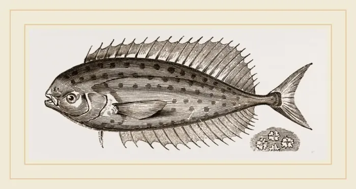 Gerahmter Druck : Sternfischmacher