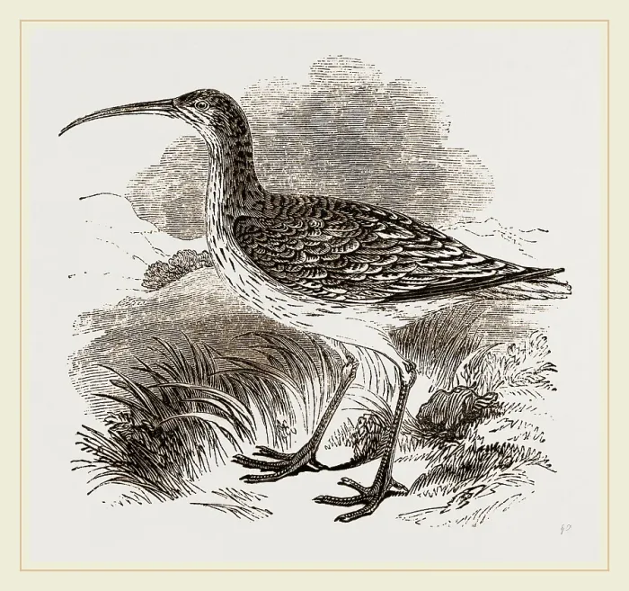 Gerahmter Druck : Whimbrel Gerahmter Druck : Whimbrel