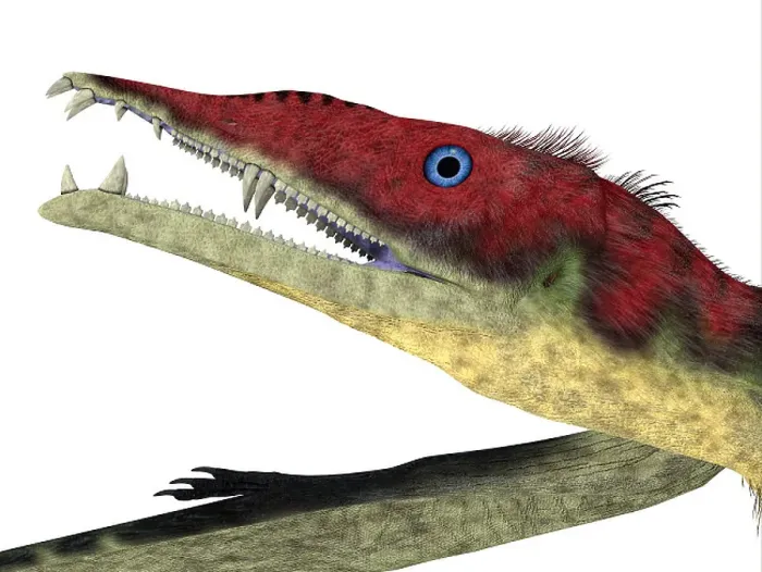Gerahmter Druck : Eudimorphodon-Ptero-Saurier-Kopf Gerahmter Druck : Eudimorphodon-Ptero-Saurier-Kopf